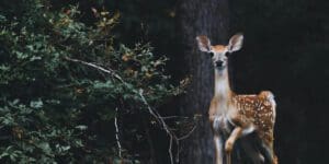 Deer In A Forest
